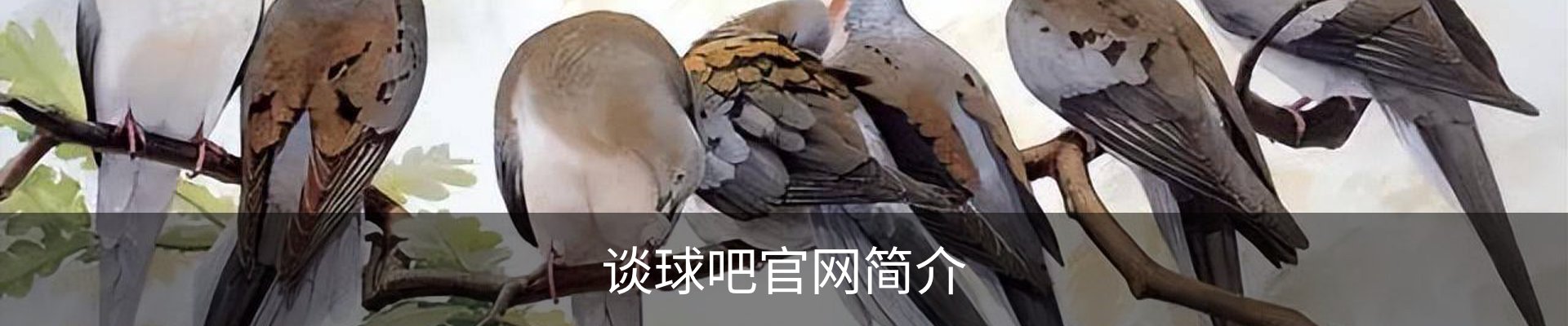谈球吧官网简介